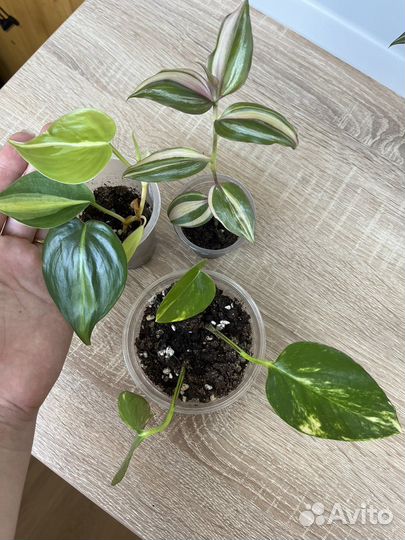 Ампельные набором цветы