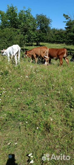 Бычки и телята