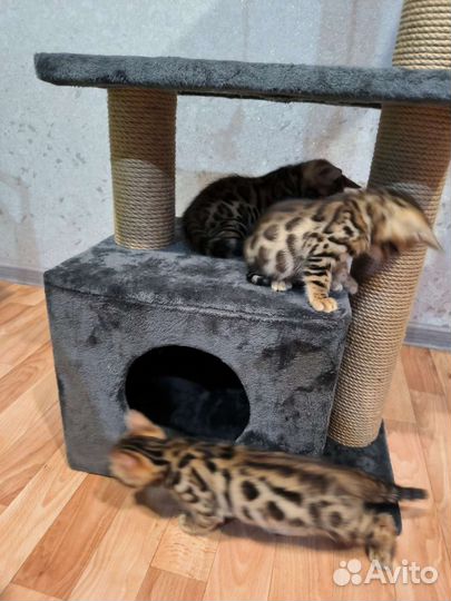 Бенгальские котята