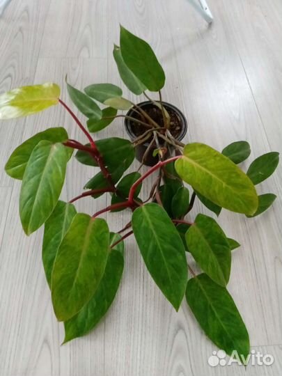 Филодендроны разных сортов