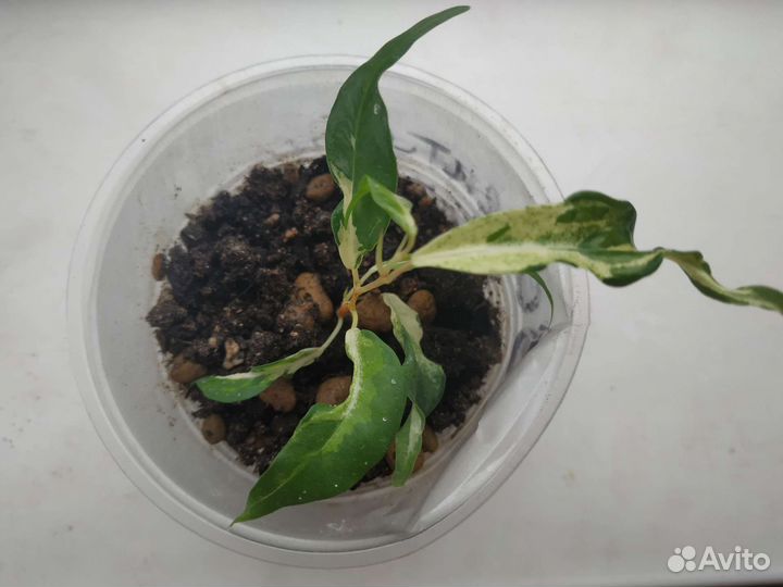 Фикус Бенджамина, сорт Керли