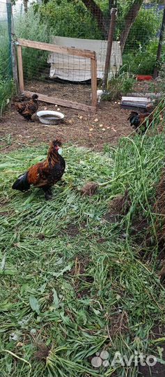 Петухи павловские и китайцы