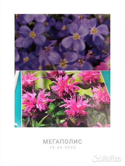 Цветы многолетние