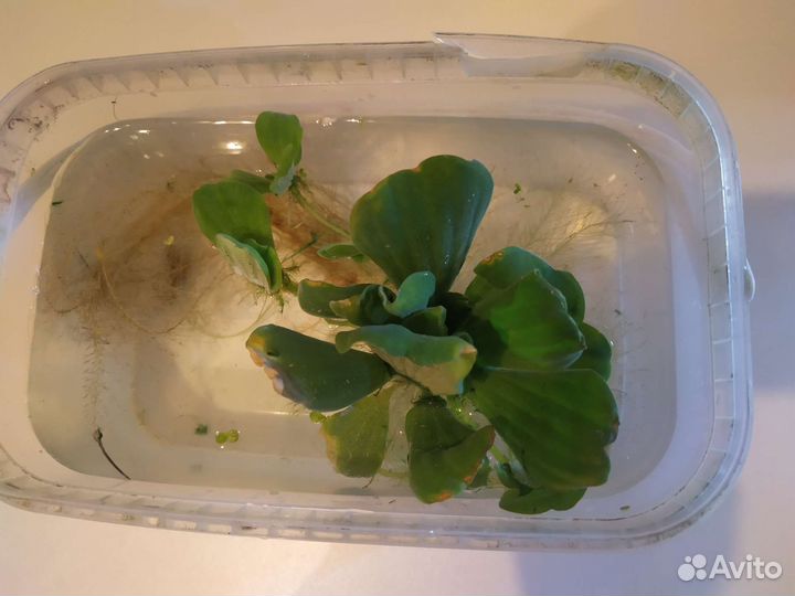 Пистия крупная