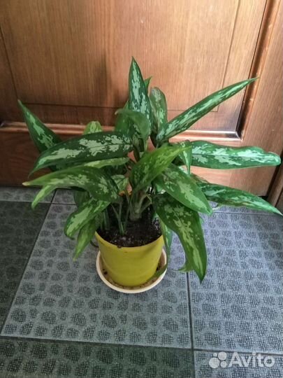 Аглонема на Парковом