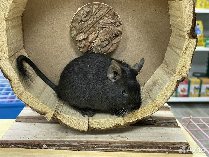 Дегу, песчанки, мышки, хомячки