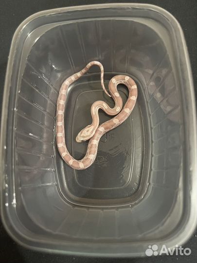 Змея маисовый полоз