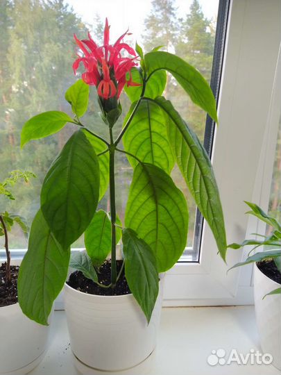 Комнатные цветы