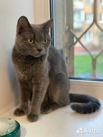 Кошечка ищет дом