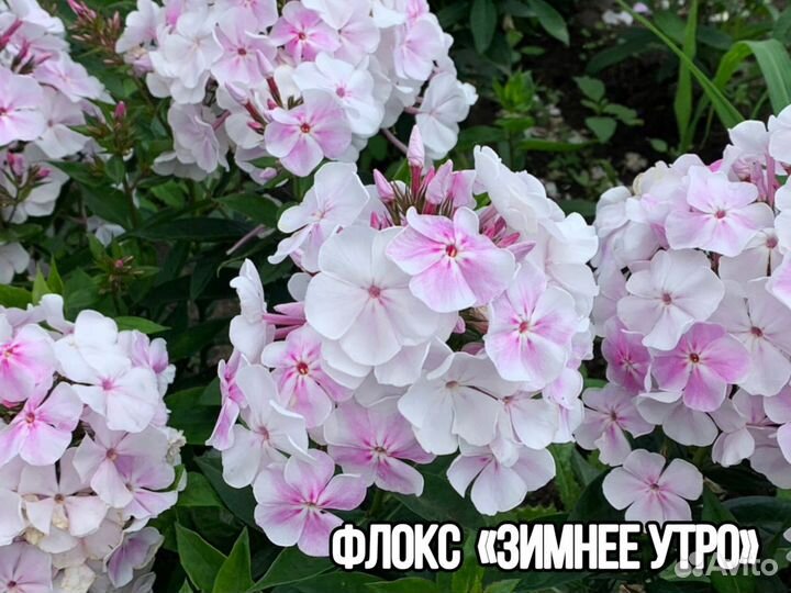 Флоксы – евросаженцы – модные сорта