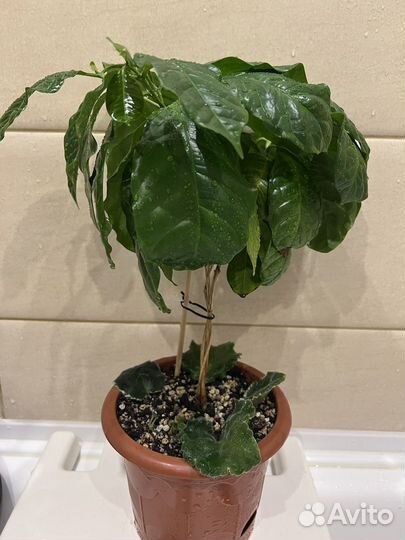 Плющ, фиалка, кофе, крассула, карисса, алоэ