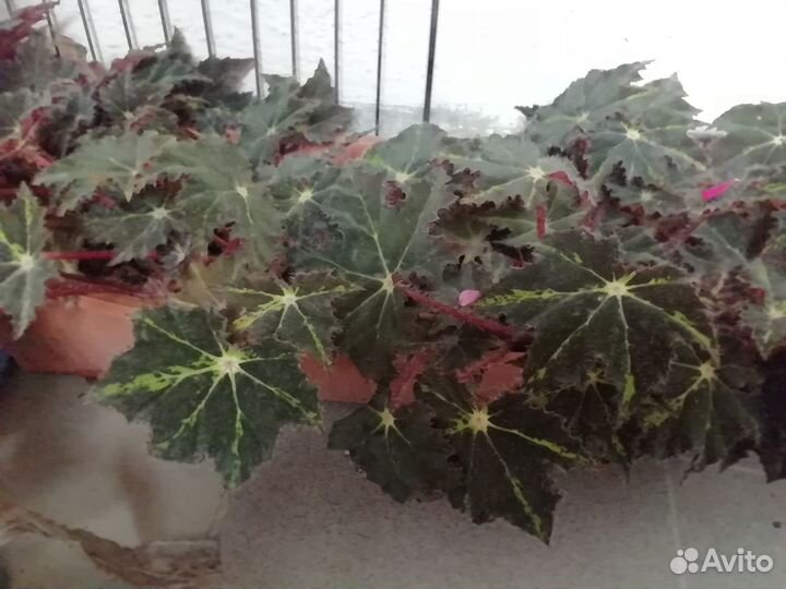 Комнатные цветы