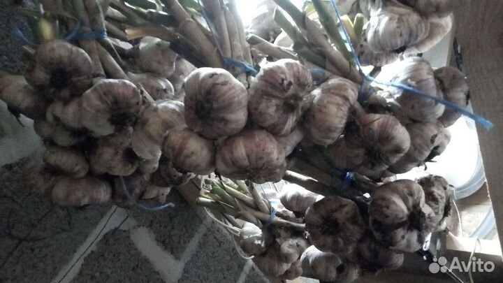 Чеснок 10 сортов озимый сортовой