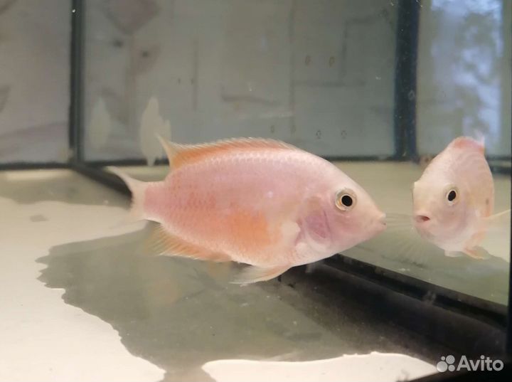 Цихлазома Фламинго