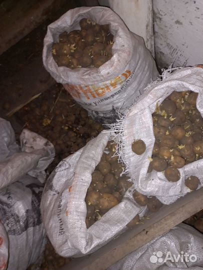 Семенной картофель