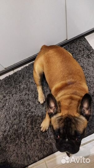 Французский бульдог кабель вязка