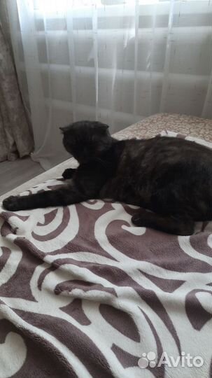 Британская вислоухая