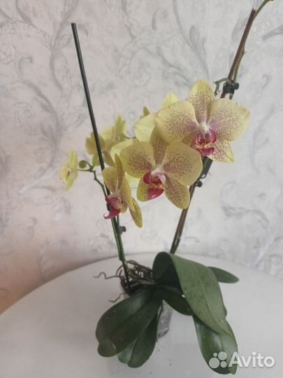 Орхидея фаленопсис
