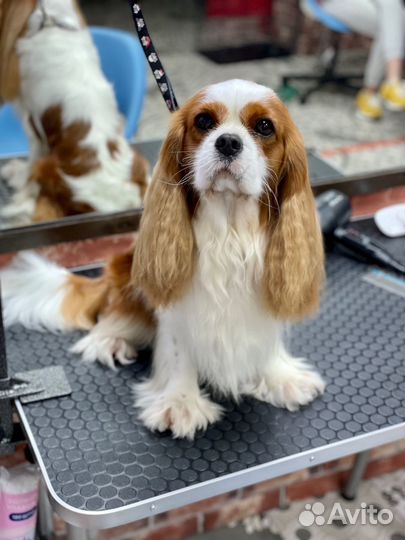 Груминг. Стрижка кошек и собак