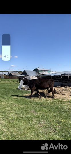 Коровы дойные молочные