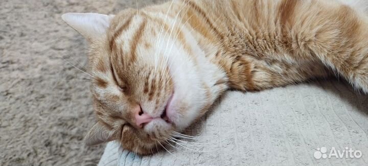 Анатолий ищет дом