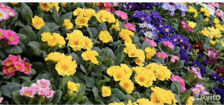 Многолетние садовые цветы, растения