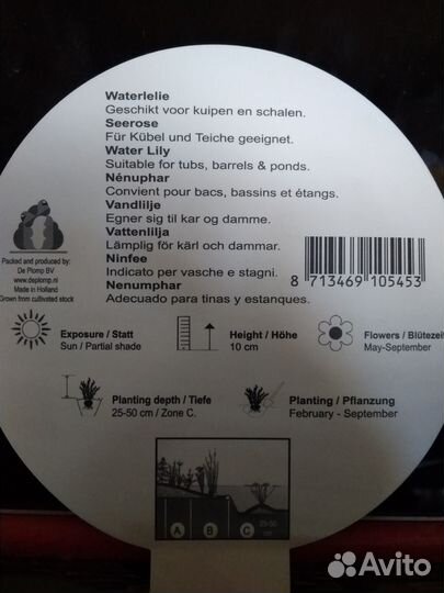 Мини-нимфея