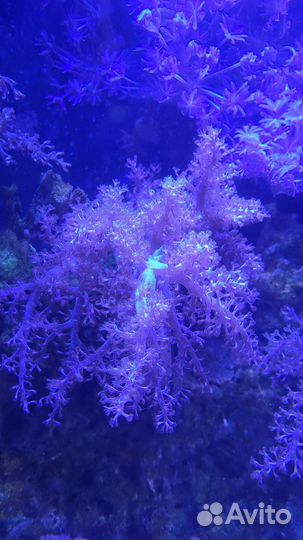 Морские кораллы, Ксения и капнелла