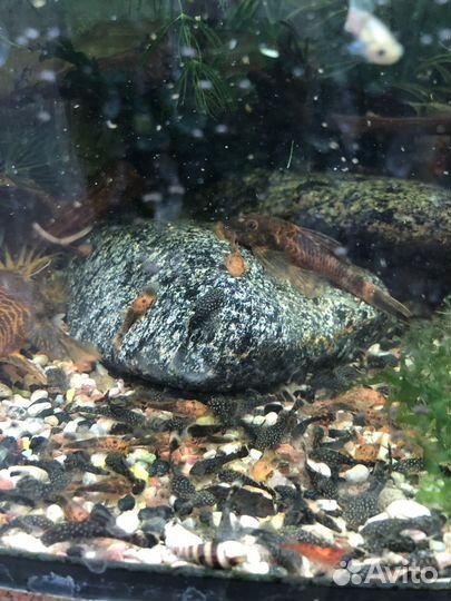 Аквариумные рыбки, аквариумы и оборудование