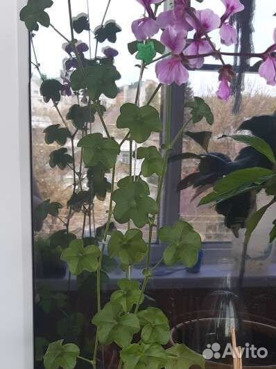 Пеларгония плющелистная