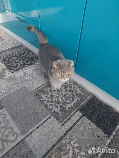 Британский вислоухий кот