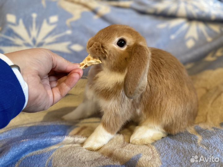 Крольчонок мальчик от заводчика