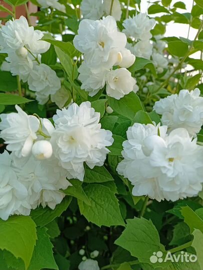 Клубника Вивара. Жасмин.Лапчатка.Севок