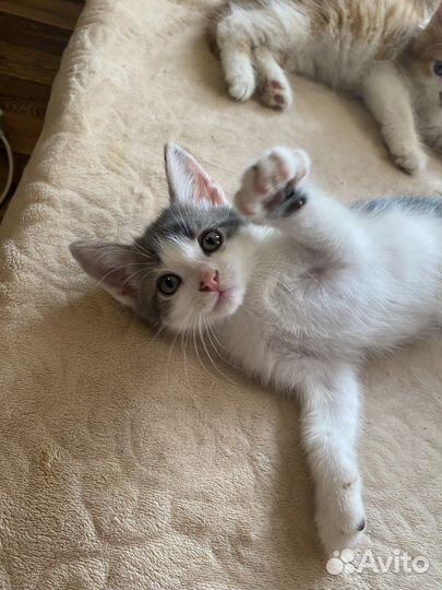 Котята в добрые руки бесплатно