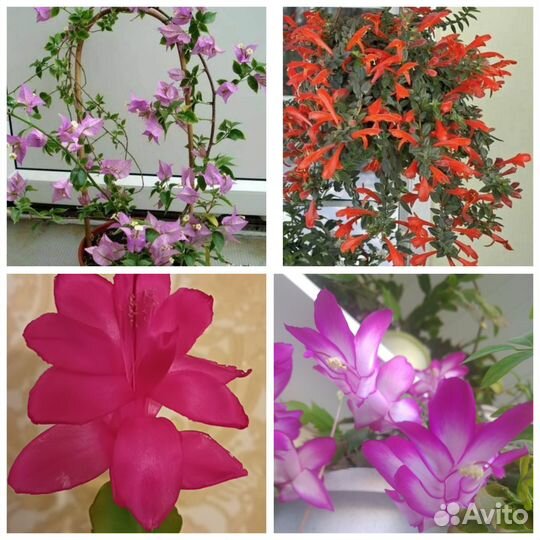 Бугенвиллия,Калумнея, Шлюмбергера