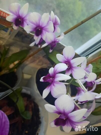 Орхидея sa-nook Polar fire