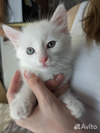 Отдам кота в добрые руки котенка