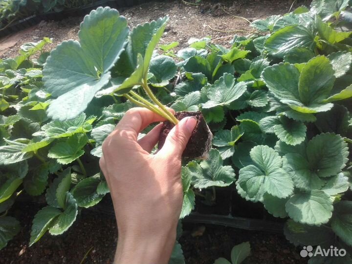 Рассада клубники ремонтантной зкс