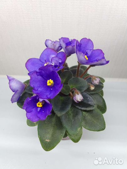 Фиалки мини и полумини