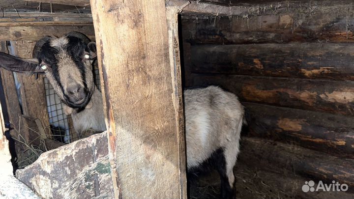 Коза нубийская