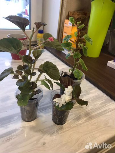 Бегония вечноцветущая махровая