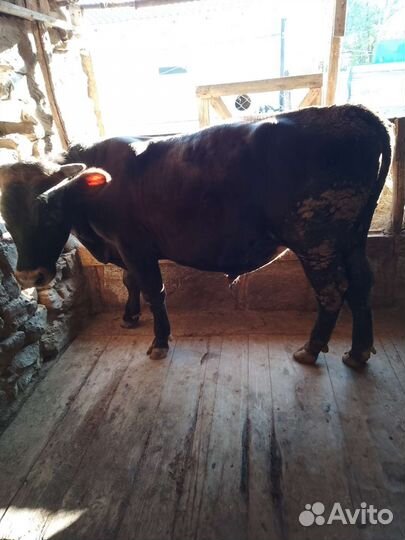 Бык на откорме