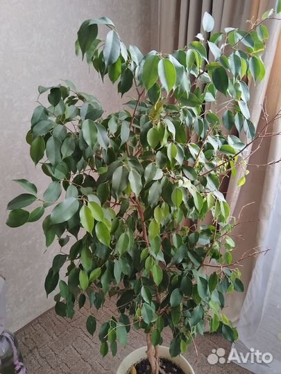 Фикусы Бенджамина