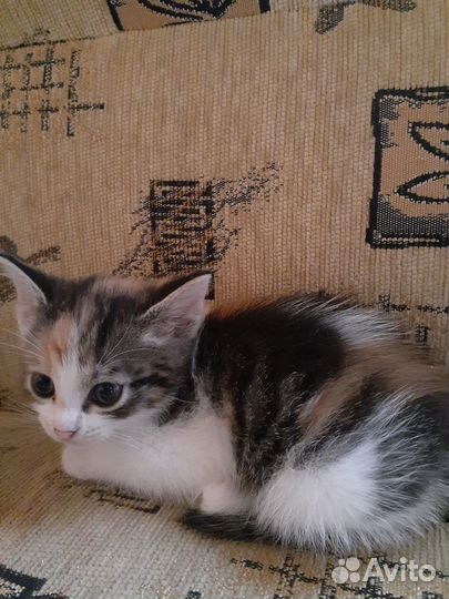 Кошечка трехцветная