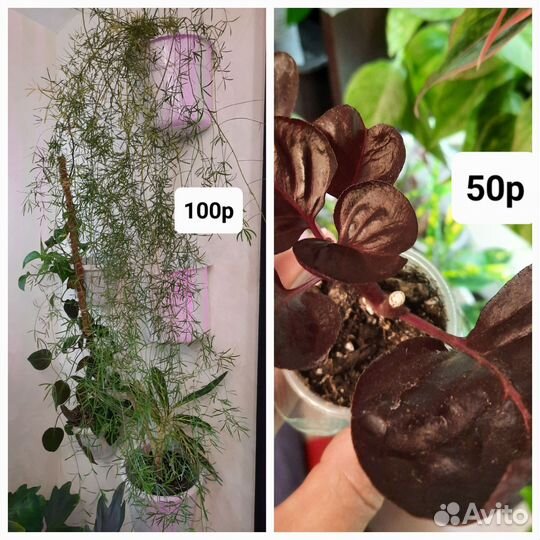 Суккулент, кашпо череп