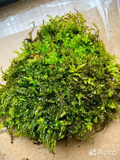 Живой мох для моссариумов