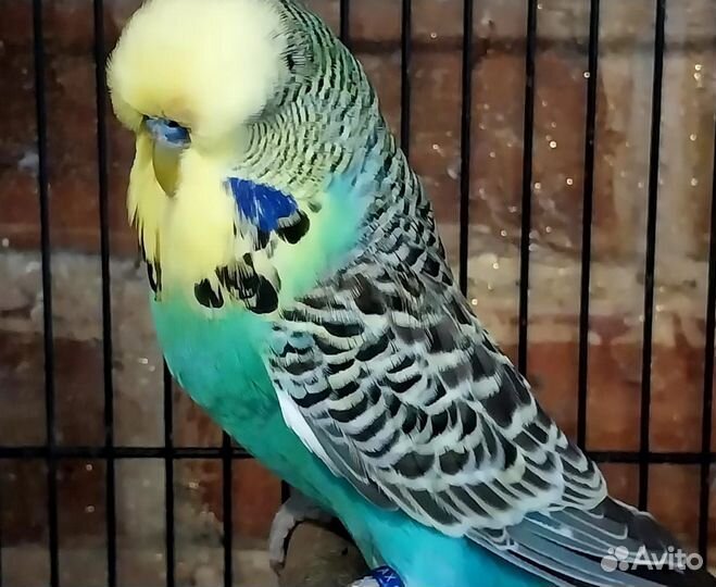 Волнистый попугай