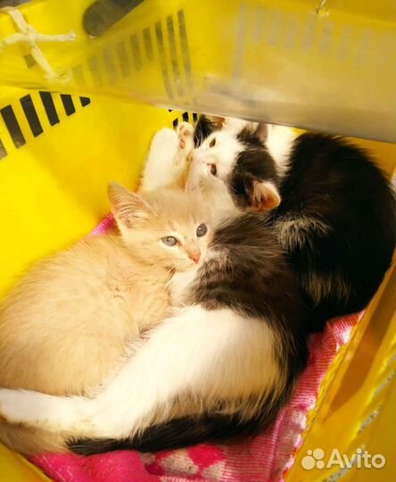 Котята