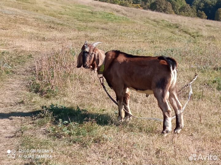 Козёл-вязка