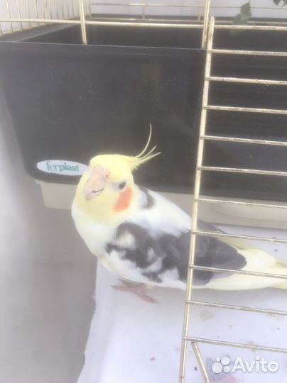 Попугай Яша